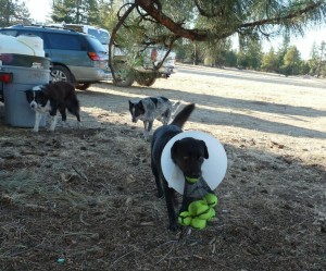 Dog Fun